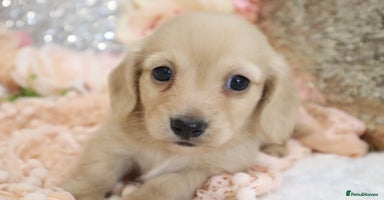 Miniature Dachshund dogs - Advert 5