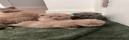 British Shorthair cats for sale: British shorthair kittens  in London - Advert 8