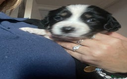 Mixed Breed dogs for sale: Sprollie Puppies  - Image 9
