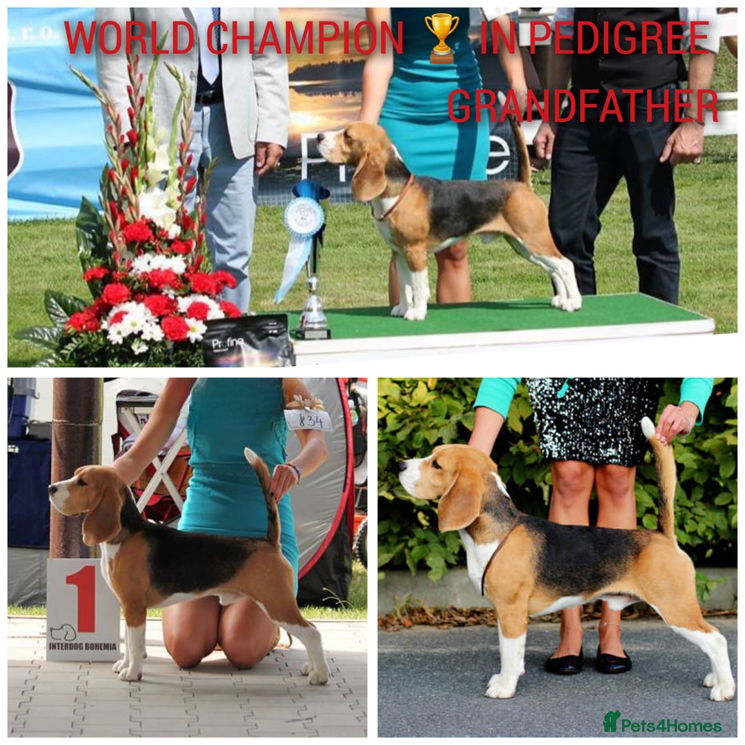 Beagle dogs for sale: Beautiful KC Beagle Puppies – DNA Health Tested  - Image 20