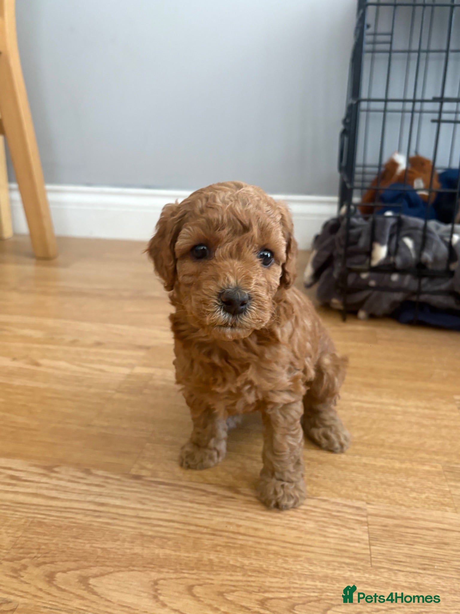 Miniature Poodle dogs Red Miniature poodle puppy’s 🐩🤍🐾 - Advert 18
