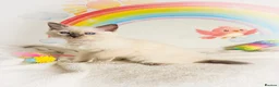 Ragdoll cats for sale: GCCF Registered Ragdoll Kittens - Advert 15