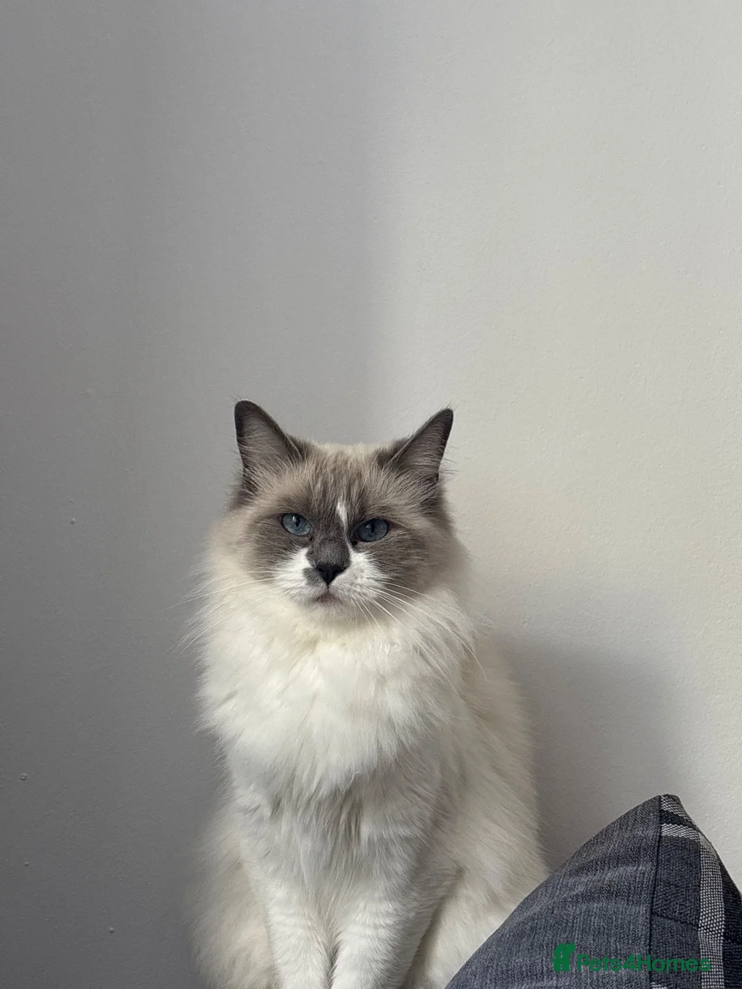 Ragdoll cats for sale: Ragdoll queen  - Advert 3