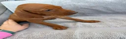 Hungarian Vizsla dogs for sale: 🐾 10 Beautiful Hungarian Vizsla Puppies 🐾 - Advert 8