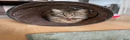 Mixed Breed cats for sale: 5 adorable fur balls   in Manchester - Advert 5