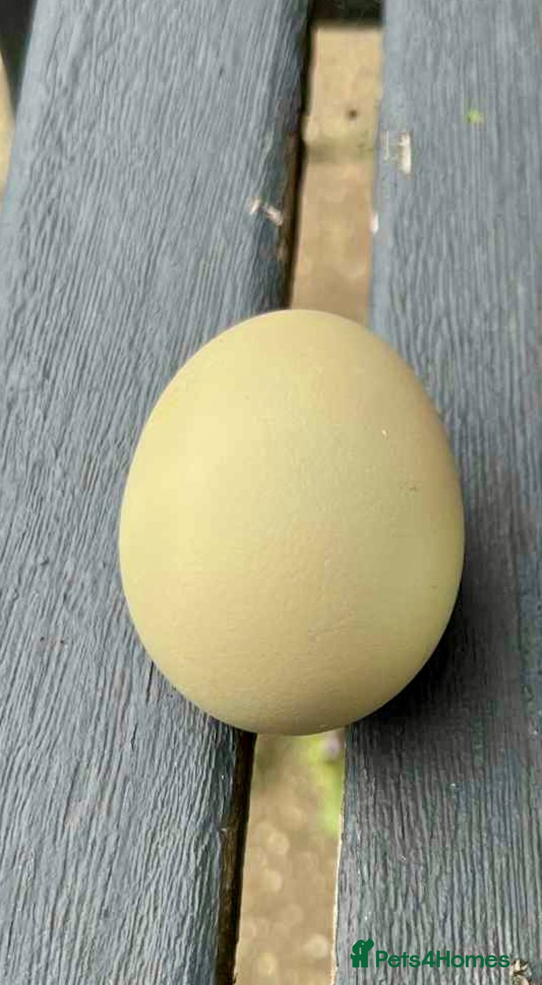 Chickens poultry for sale: Day old BCMs & Olive eggers.  - Advert 5