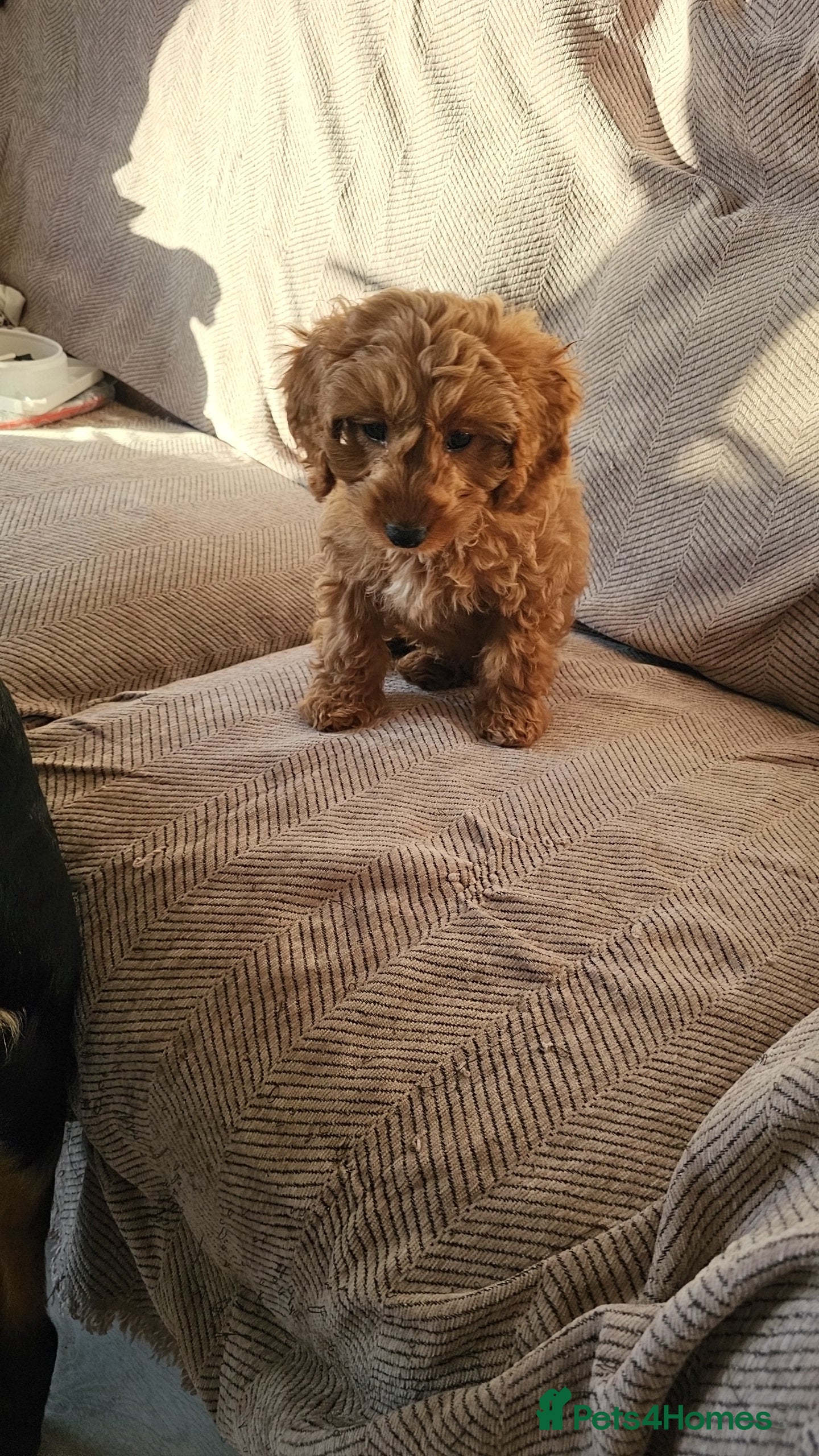 Cavapoo dogs Heart melting Cavapoo boy!! - Advert 4