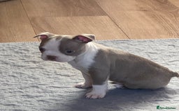 Boston Terrier dogs for sale: Adorable Boston Terrier Puppies – Kennel Club Reg - Image 15
