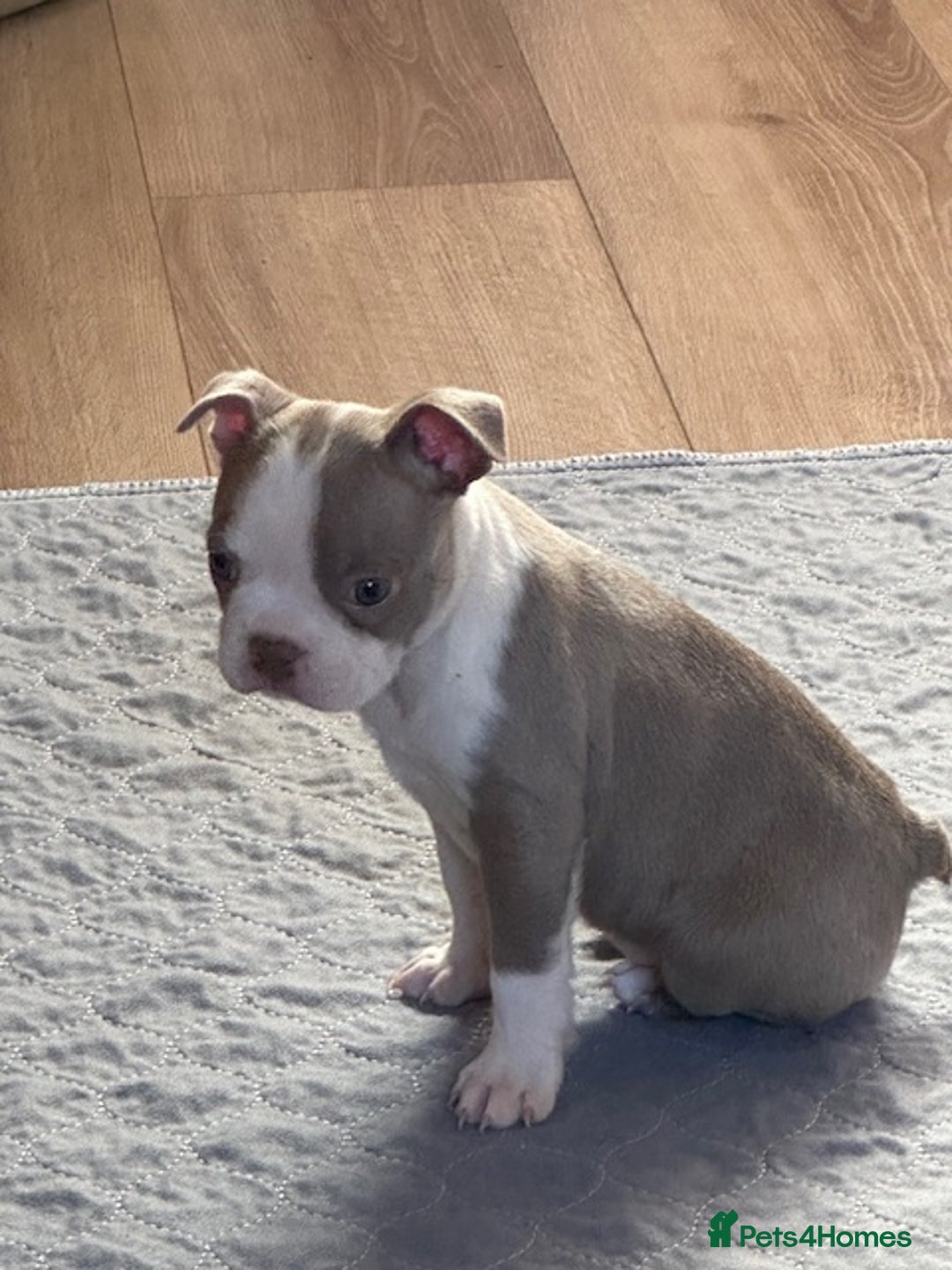 Boston Terrier dogs for sale: Adorable Boston Terrier Puppies – Kennel Club Reg - Image 15
