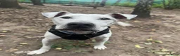 Staffordshire Bull Terrier dogs for adoption: Beau  - Advert 4