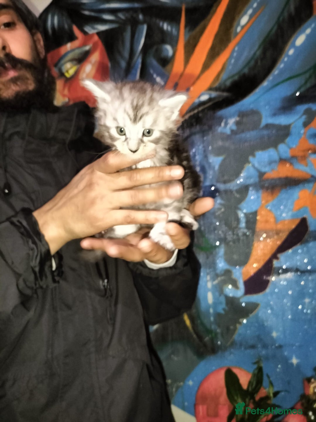 Maine Coon cats for sale: Maine coone kittens  - Advert 5