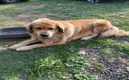 Tibetan Mastiff dogs for sale: Tibetan Mastiff pup - 6 Months old - Image 4