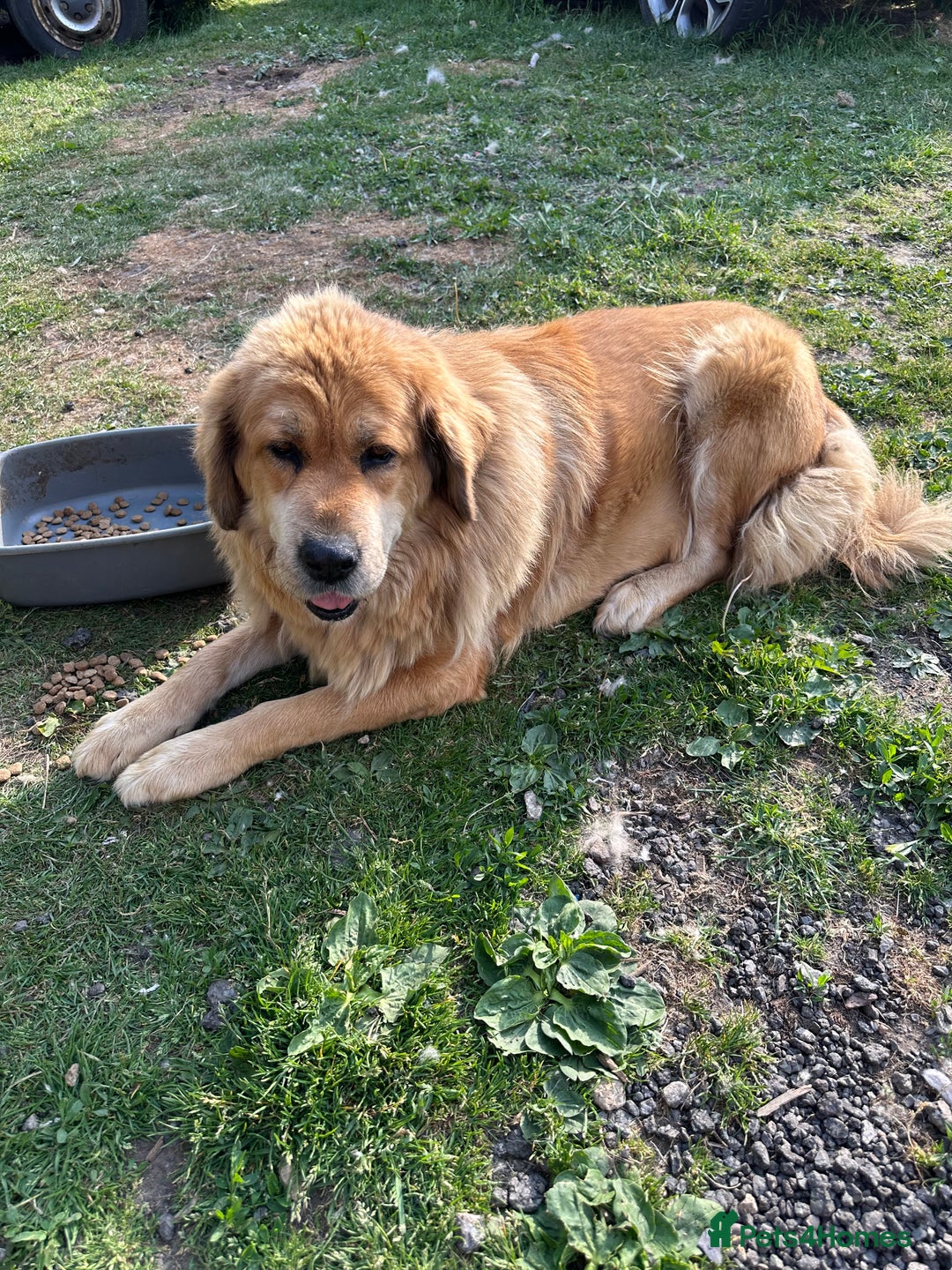 Tibetan Mastiff dogs for sale: Tibetan Mastiff pup - 6 Months old - Image 4