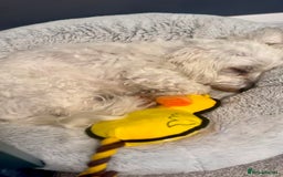 Coton De Tulear dogs for sale: 9 Year old cotton looking for a loving home - Image 5