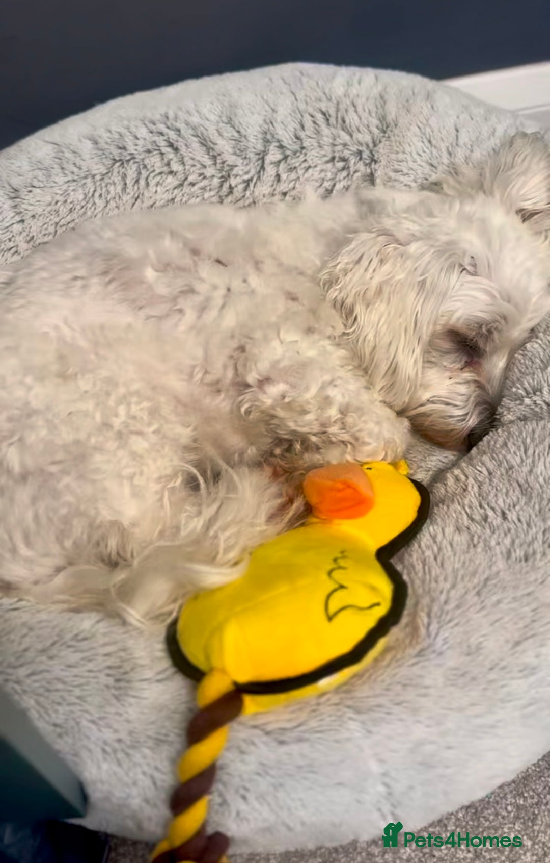 Coton De Tulear dogs for sale: 9 Year old cotton looking for a loving home - Image 5