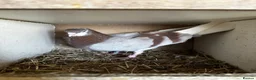 Pigeons birds for sale: Quality pigeons for sale  - Advert 10