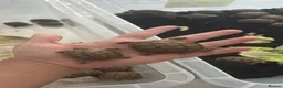Tortoise reptiles for sale: Tortoise - Advert 6