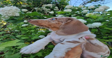 Dachshund dogs in Ware - Advert 5