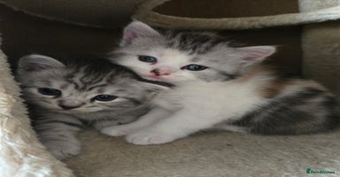 Persian cats - Advert 2