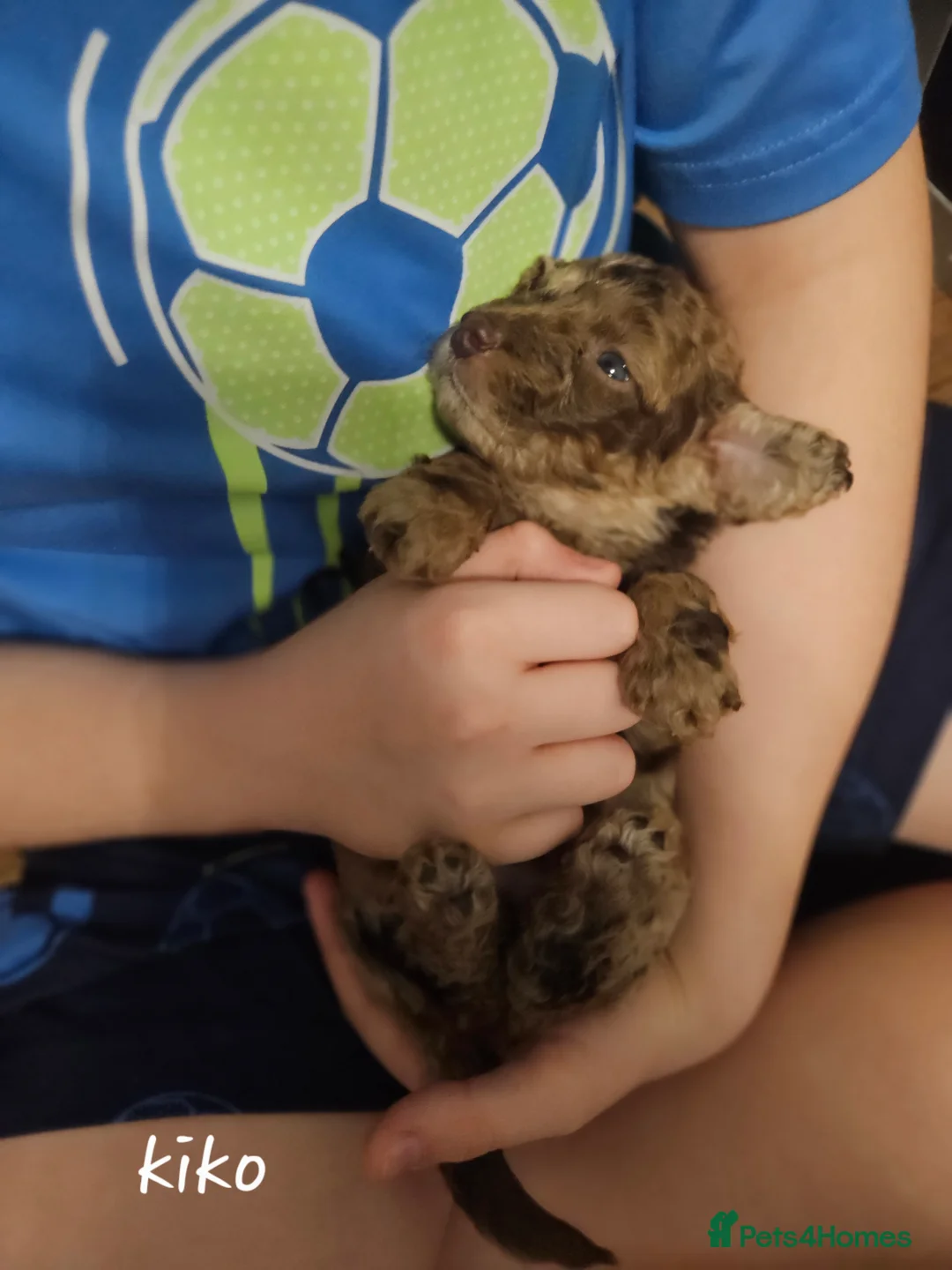 Cockapoo dogs for sale: Chocolate Merle Boy - Advert 5