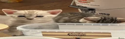 Bengal cats for sale: Beautiful Bengal Kittens – Ready Soon 🐾 in London - Advert 2