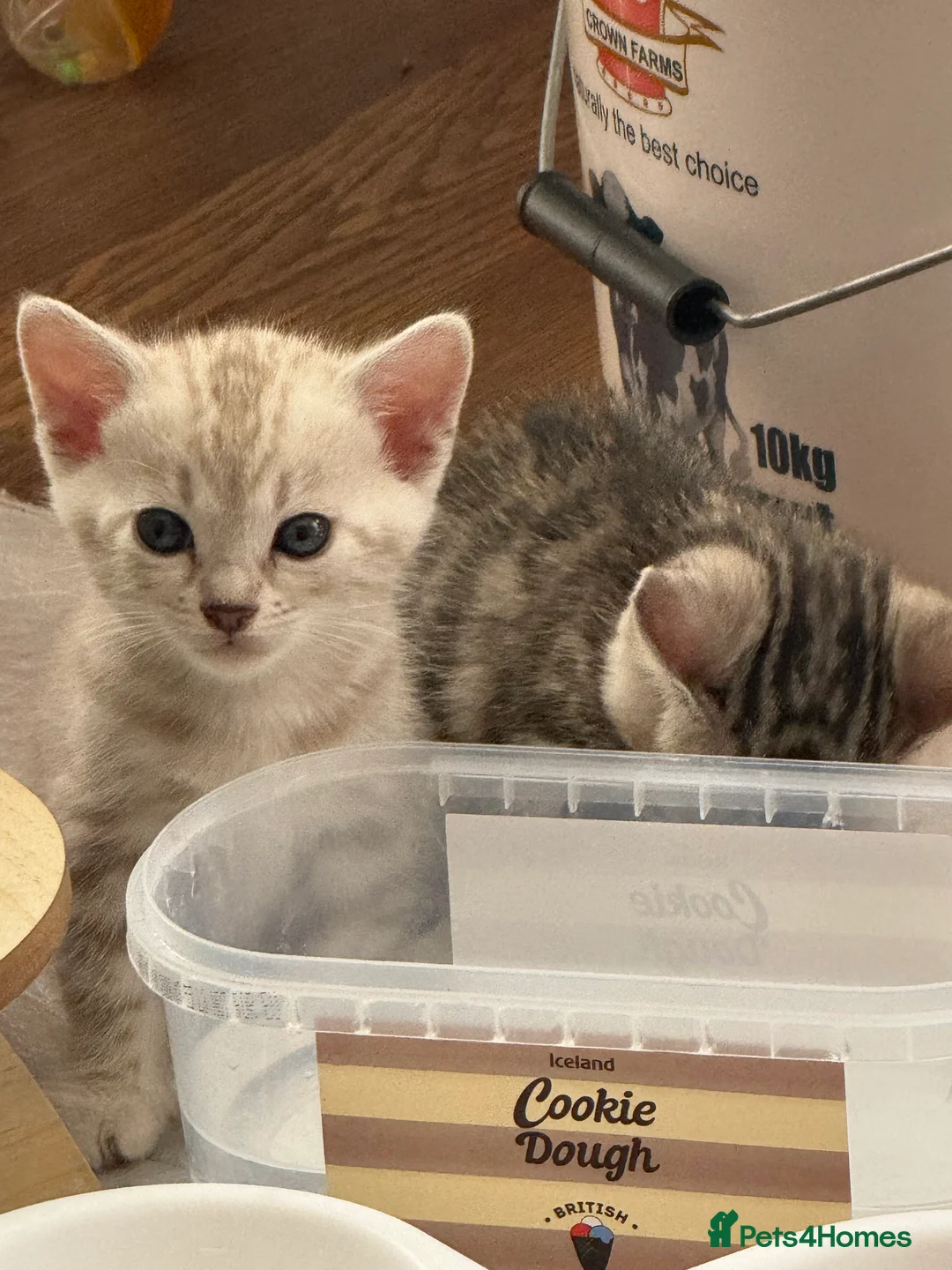 Bengal cats for sale: Beautiful Bengal Kittens – Ready Soon 🐾 in London - Advert 2