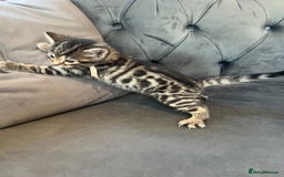 Bengal cats for sale: Stunning litter of Pure Bengals - Image 9