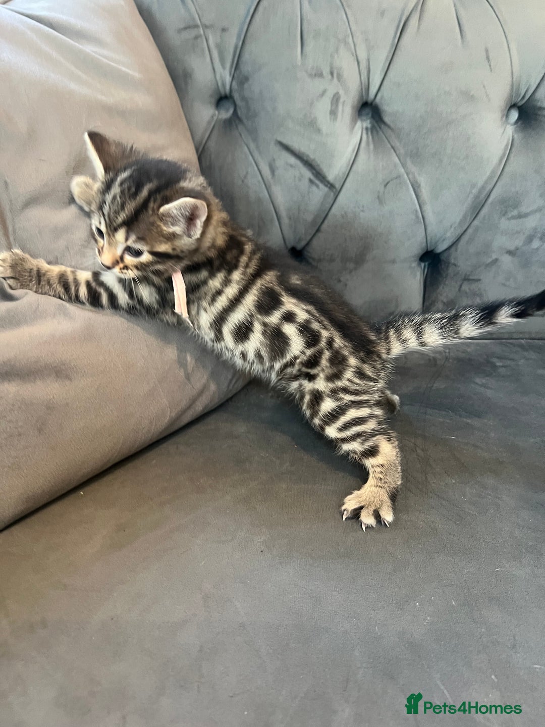 Bengal cats for sale: Stunning litter of Pure Bengals - Image 9