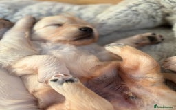 Golden Retriever dogs for sale: Golden retriever puppies  - Image 10