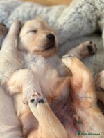 Golden Retriever dogs Golden retriever puppies ready now - Advert 10