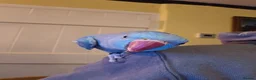 Ringnecks birds for sale: Indian ringneck blue female - Advert 1