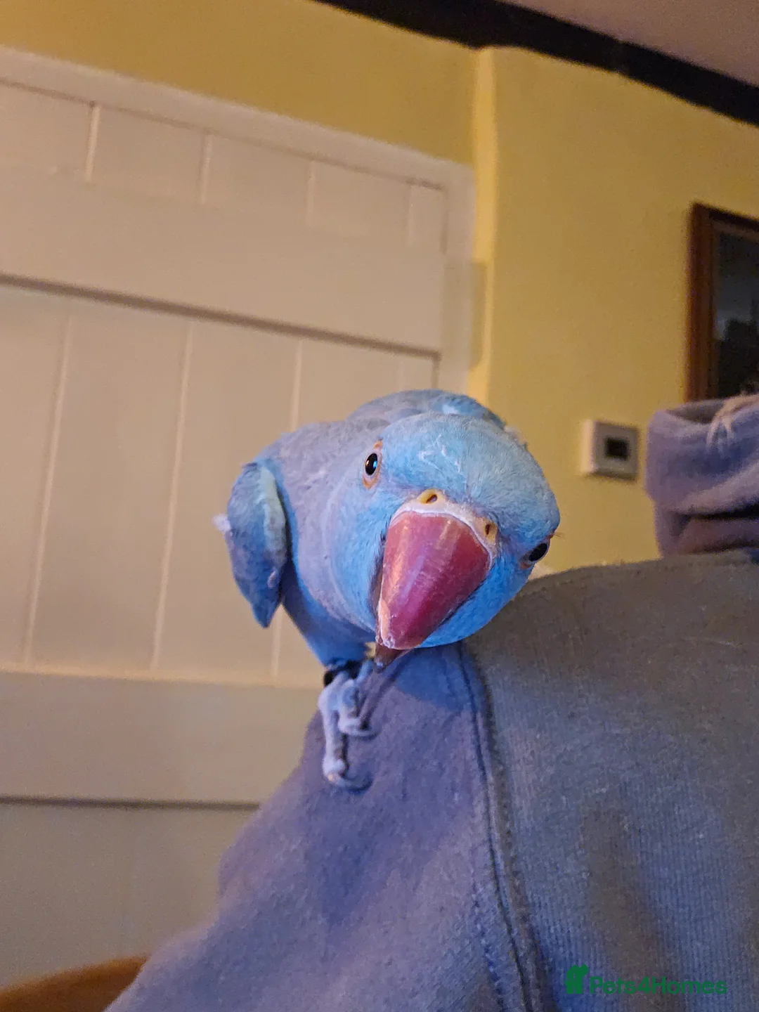 Ringnecks birds for sale: Indian ringneck blue female - Advert 1
