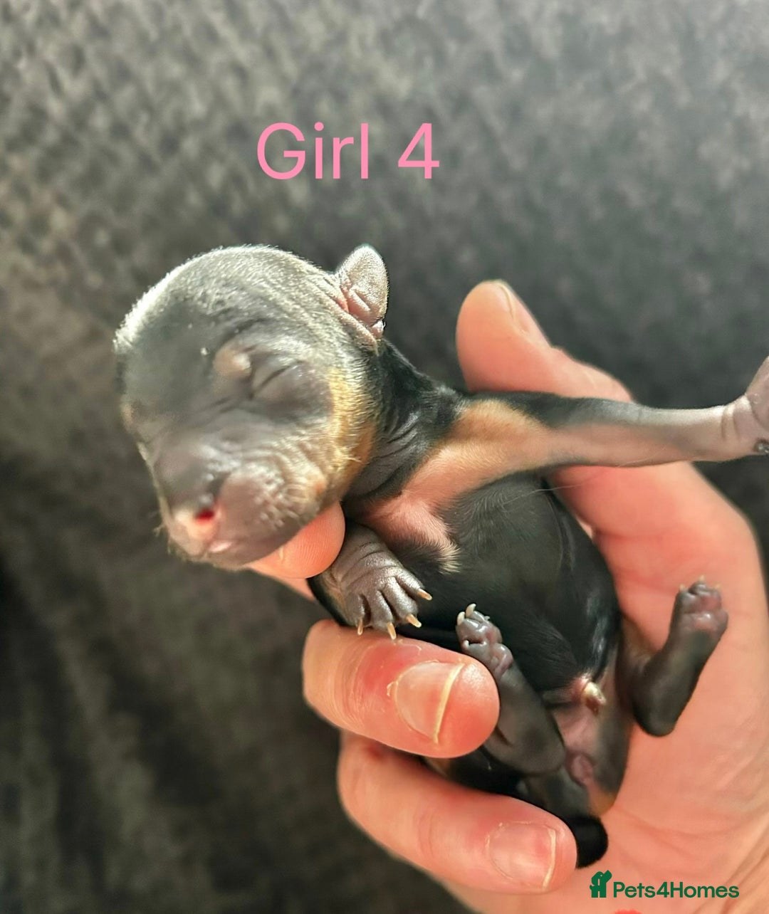 Yorkshire Terrier dogs for sale: Tiny Yorkshire terrier puppies  - Advert 9