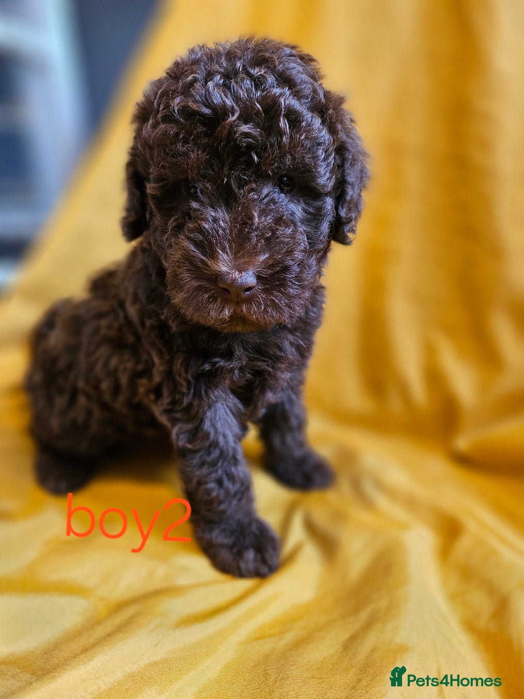 Mixed Breed dogs for sale: Miniature labradoodle cockapoo bedlington pup - Image 30