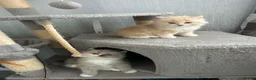 Ragcoon cats for sale: ragcoons  in Aberdeen - Advert 6