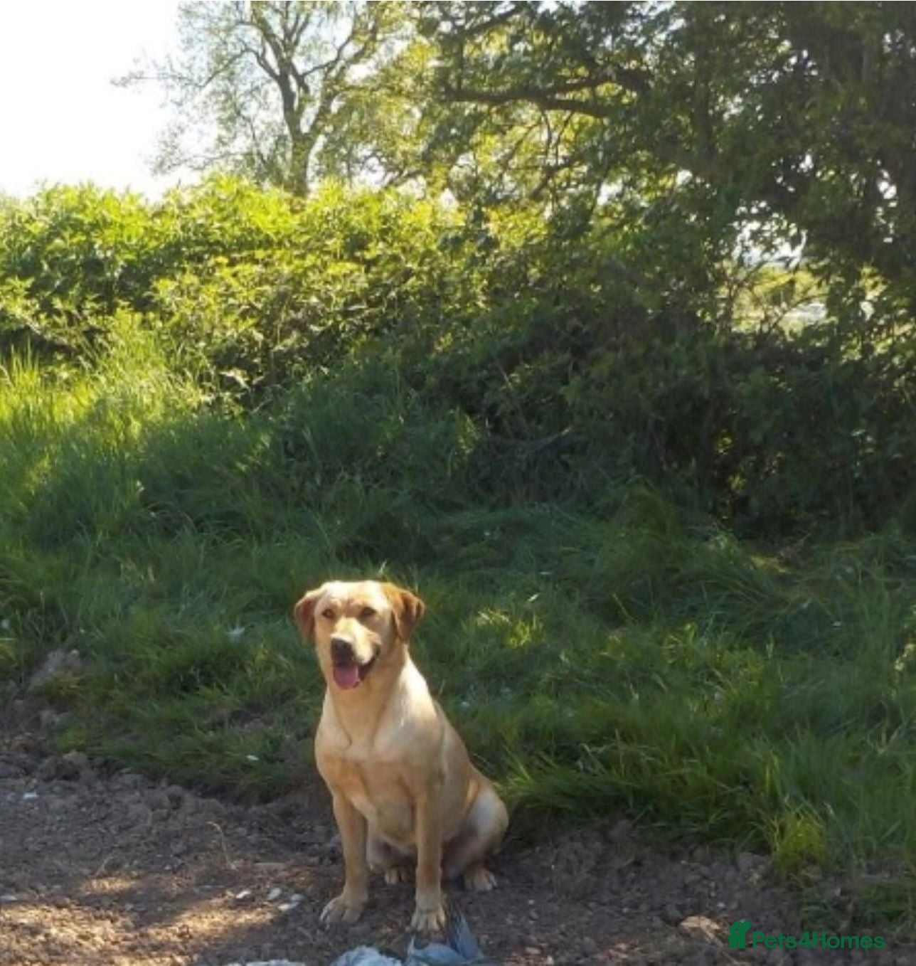 Labrador Retriever dogs for sale: Proper KC working Labradors. - Advert 7