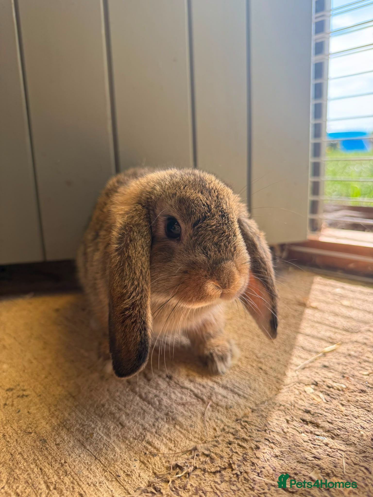Mini Lop rabbits Baby lops  - Advert 22