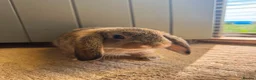 Mini Lop rabbits for sale: Baby lops  - Advert 1