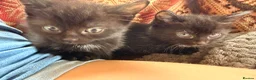 Mixed Breed cats for sale: Mane coon cross kittens  - Advert 16