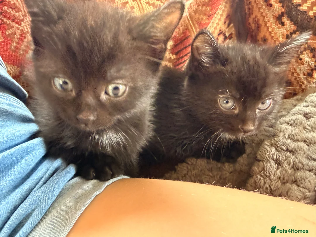 Mixed Breed cats for sale: Mane coon cross kittens  - Advert 16