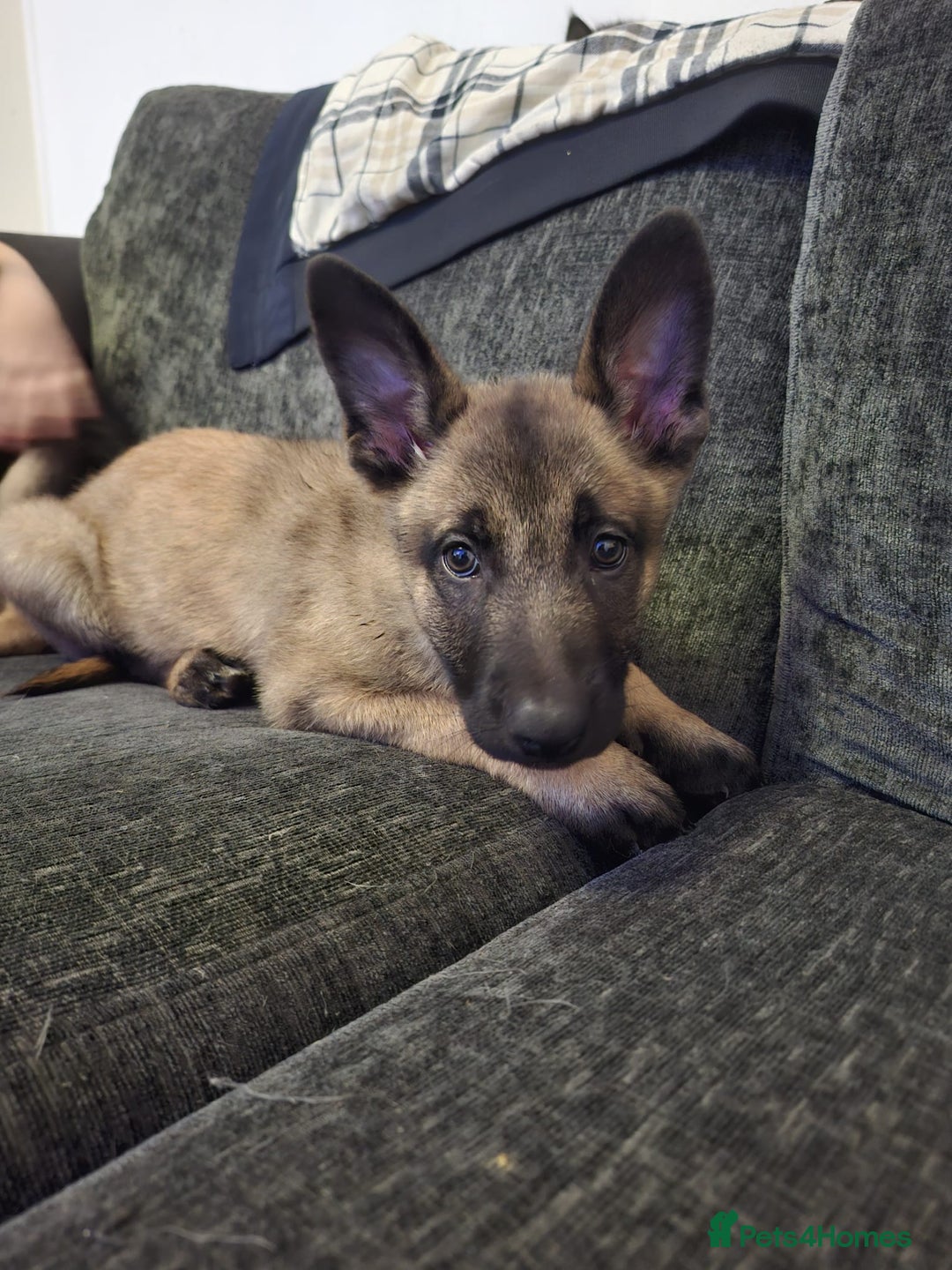 Belgian Shepherd Dog dogs for sale: 2 beautiful 8 week old Belgian shepherd dog - Advert 11