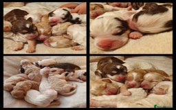 Miniature Poodle dogs for stud: KC registered miniature poodle stud in Bolton - Image 10