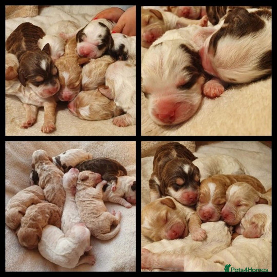 Miniature Poodle dogs for stud: KC registered miniature poodle stud in Bolton - Image 10