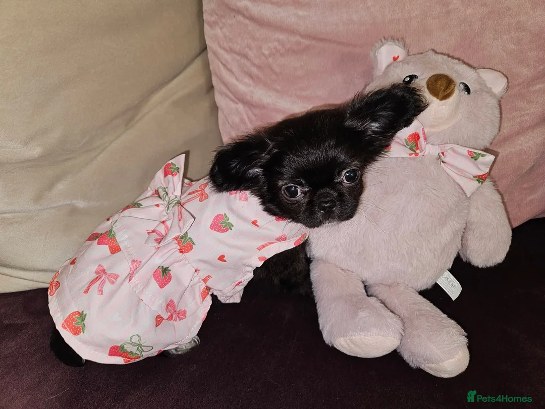 Chihuahua dogs for sale: Bow, long haired apple head chihuahua  - Advert 15