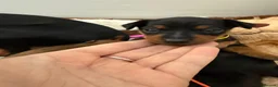 Miniature Pinscher dogs for sale: Krieger Miniature Pinschers  - Advert 7
