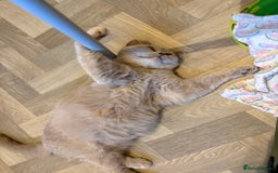 British Shorthair cats for sale: British Shorthair GCCF Lilac Cream Tortoiseshell  - Image 5