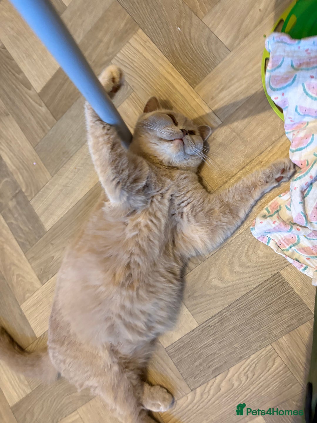 British Shorthair cats for sale: British Shorthair GCCF Lilac Cream Tortoiseshell  - Image 5