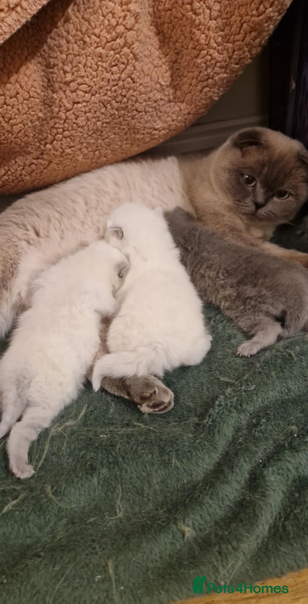 Scottish Fold cats for sale: Scottish fold  in Wellingborough - Advert 3