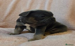 French Bulldog dogs for sale: Beautiful French Bulldog Puppies - Image 23