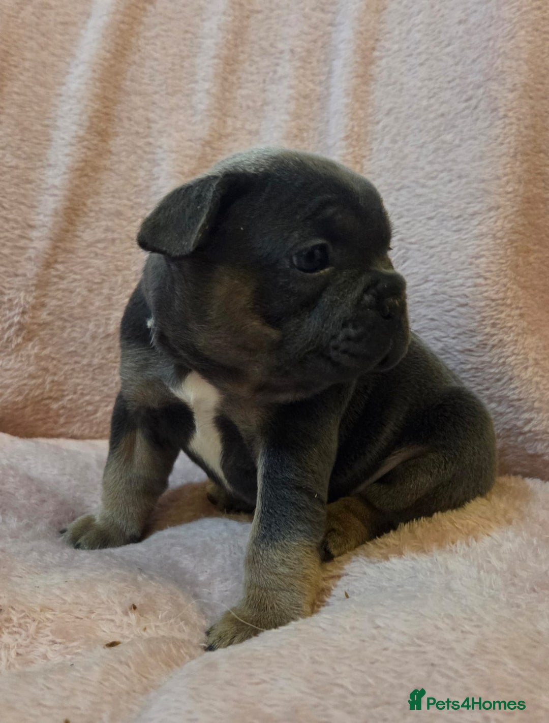 French Bulldog dogs for sale: Beautiful French Bulldog Puppies - Image 23